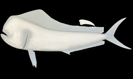 58-INCH BULL DOLPHIN BLANK, STANDARD