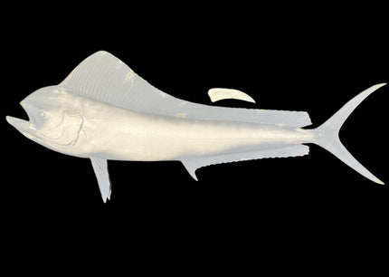 59-INCH COW DOLPHIN BLANK, STANDARD