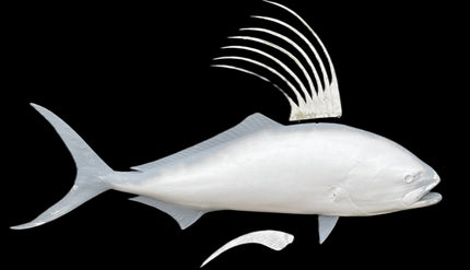 60-INCH ROOSTERFISH BLANK, STANDARD
