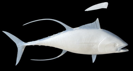 60-INCH YELLOWFIN TUNA BLANK, STANDARD