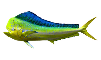 60-INCH BULL DOLPHIN, HALF-SIDED