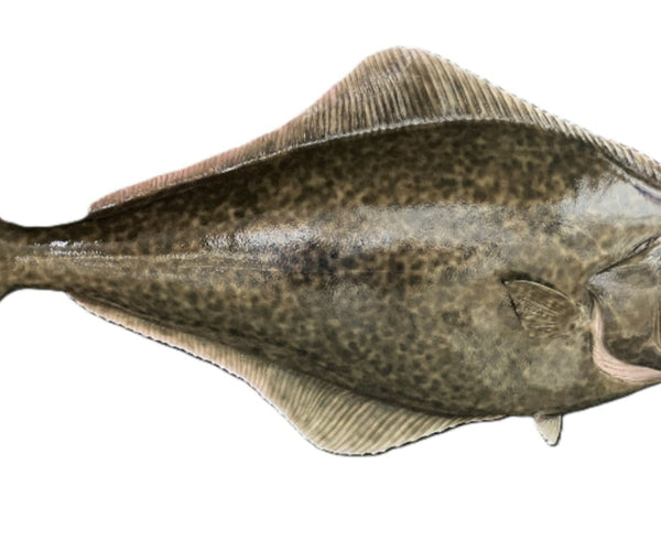 potha fish 60-INCH HALIBUT