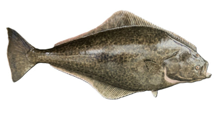 60-INCH HALIBUT