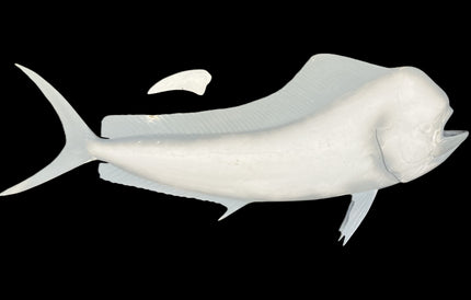 62-INCH BULL DOLPHIN BLANK, STANDARD