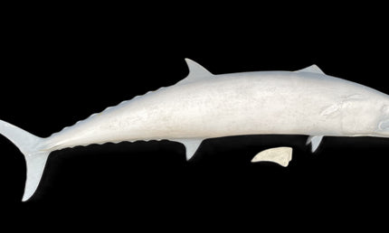 63-INCH KINGFISH BLANK, STANDARD