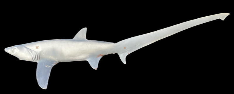 63-INCH THRESHER SHARK BLANK, STANDARD