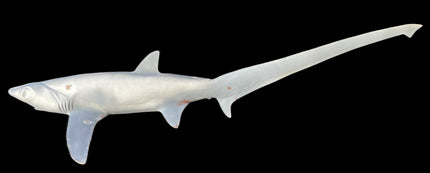 63-INCH THRESHER SHARK BLANK, STANDARD