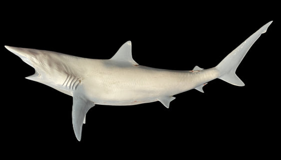 64-INCH BLACKTIP SHARK BLANK, STANDARD