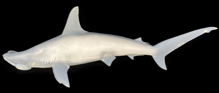 64-INCH HAMMERHEAD SHARK BLANK, STANDARD