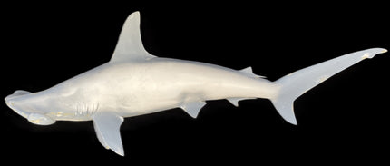 64-INCH HAMMERHEAD SHARK BLANK, STANDARD