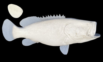 64-INCH JEWFISH BLANK, STANDARD