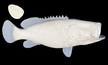 64-INCH JEWFISH BLANK, STANDARD