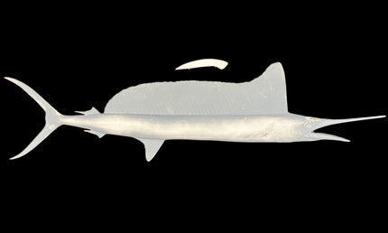 64-INCH LONGBILL SPEARFISH BLANK, STANDARD