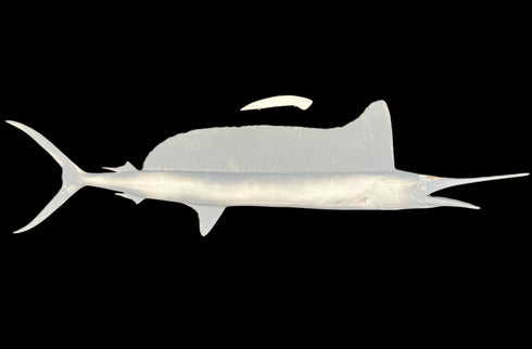 64-INCH LONGBILL SPEARFISH BLANK, STANDARD