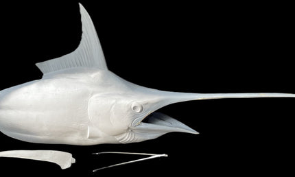 68-INCH BLUE MARLIN HEAD MOUNT BLANK, STANDARD