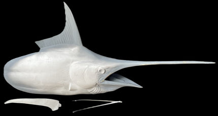 68-INCH BLUE MARLIN HEAD MOUNT BLANK, STANDARD