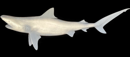 69-INCH TIGER SHARK BLANK, STANDARD