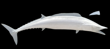 69-INCH WAHOO BLANK, STANDARD