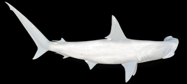 70-INCH HAMMERHEAD SHARK BLANK, STANDARD