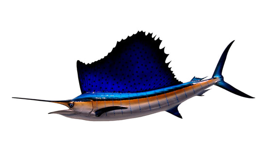 71-INCH SAILFISH, HALF-SIDED