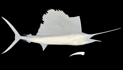 72-INCH SAILFISH BLANK, STANDARD