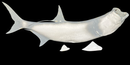 72-INCH TARPON BLANK, STANDARD