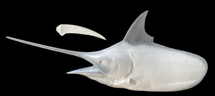 73-INCH BLUE MARLIN HEAD MOUNT BLANK, STANDARD
