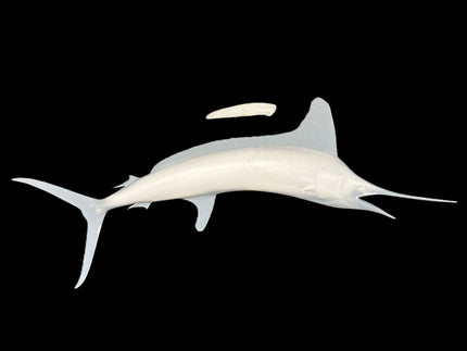 73-INCH WHITE MARLIN BLANK, STANDARD