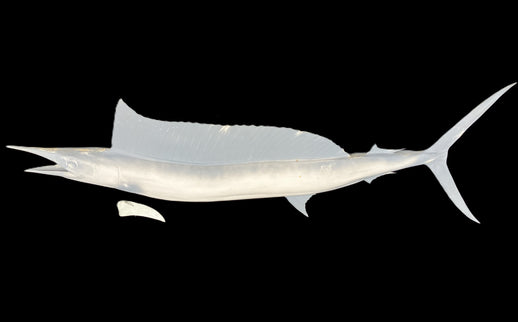 73-INCH SHORTBILL SPEARFISH BLANK, STANDARD
