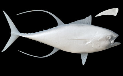 74-INCH YELLOWFIN TUNA BLANK, STANDARD