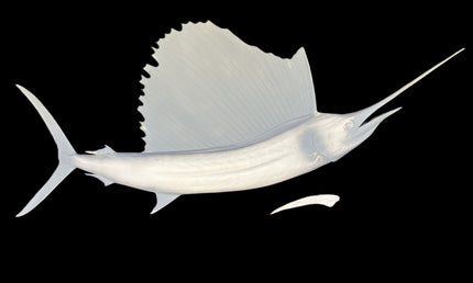 76-INCH SAILFISH BLANK, STANDARD