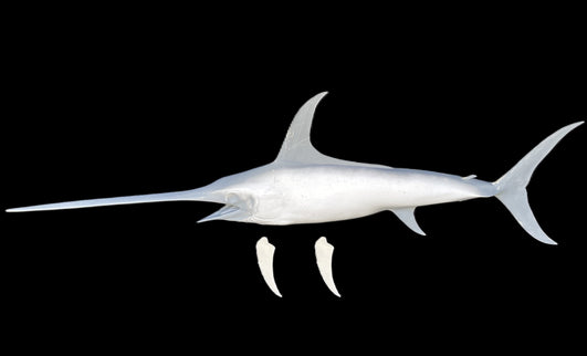76-INCH SWORDFISH BLANK, STANDARD
