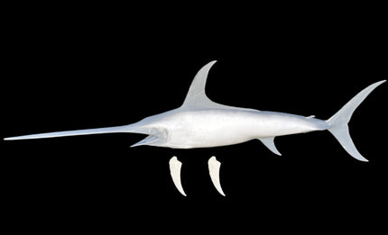 76-INCH SWORDFISH BLANK, STANDARD