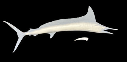 77-INCH SHORTBILL SPEARFISH BLANK, STANDARD