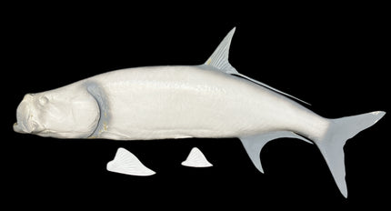 78-INCH TARPON BLANK, STANDARD