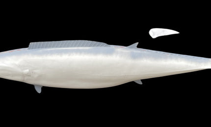 78-INCH WAHOO BLANK, STANDARD