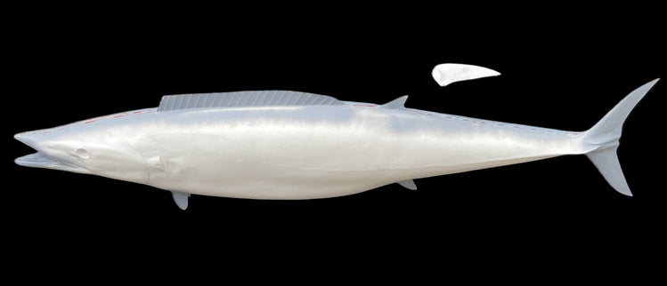 78-INCH WAHOO BLANK, STANDARD