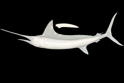 79-INCH STRIPED MARLIN BLANK, STANDARD