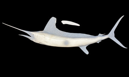 79-INCH WHITE MARLIN BLANK, STANDARD