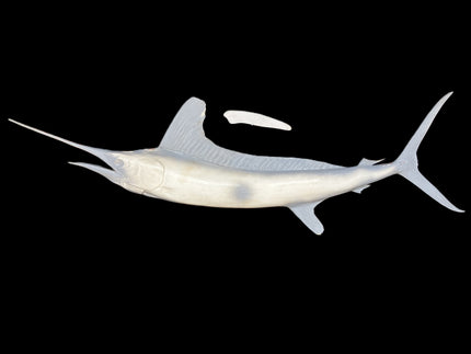79-INCH WHITE MARLIN BLANK, STANDARD