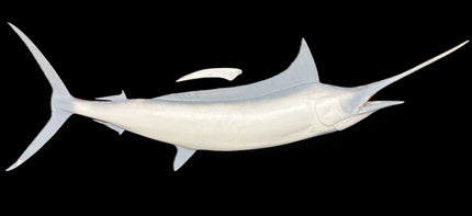80-INCH BLUE MARLIN BLANK, STANDARD