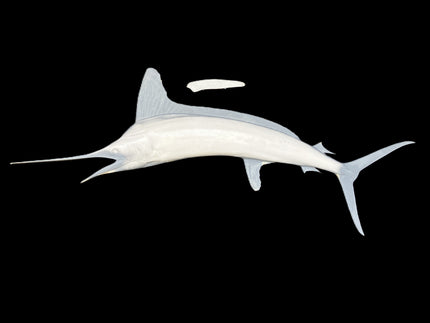 80-INCH WHITE MARLIN BLANK, STANDARD