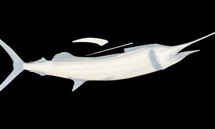 80-INCH SAILFISH BLANK (R), STANDARD