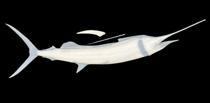 80-INCH SAILFISH BLANK (R), STANDARD