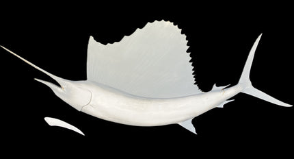 80-INCH SAILFISH BLANK (L), STANDARD