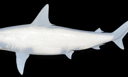 82-INCH HAMMERHEAD SHARK BLANK, STANDARD