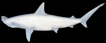 82-INCH HAMMERHEAD SHARK BLANK, STANDARD