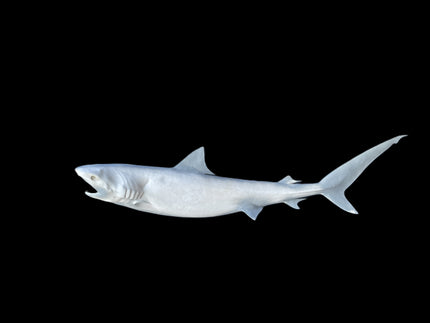 82-INCH TIGER SHARK BLANK, STANDARD