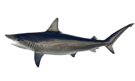 82-INCH HAMMERHEAD SHARK