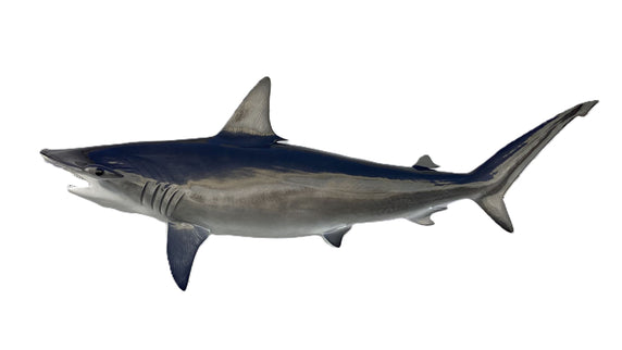 82-INCH HAMMERHEAD SHARK